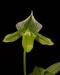 Paph. Unnamed
